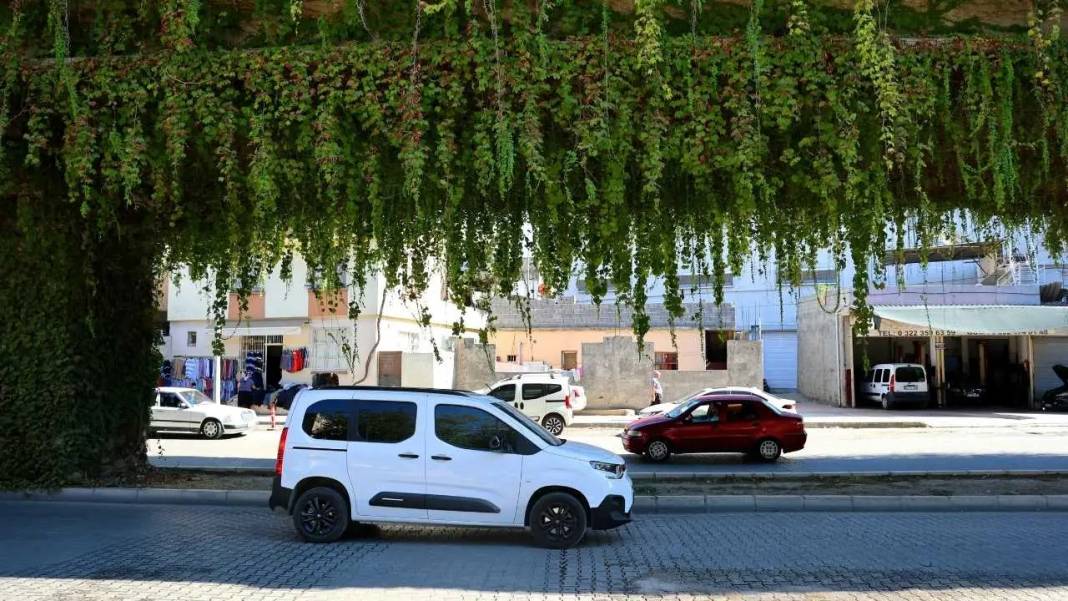 Adana’da Betonun İçinde Yeşil Mucize! Metro Geçidi Sarmaşıklara Büründü 3